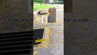 Taking my hamster for a walk #slinkydog #puppy #memes #meme #michaeljackson #funny