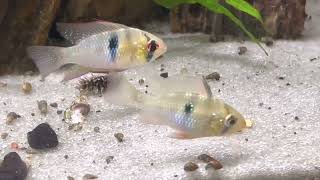 Wild Ram Cichlid Sexing Video