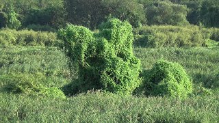 羆を舐めるな　猟友会に金を払わないのが理解できない　ただで命かけれるか　羆の目撃・被害続出