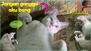 Hallo !!! Mengganggu kucing tidur malah di gigit