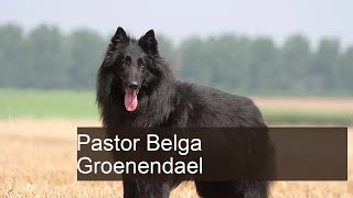 Cachorro Pastor Belga Groenendael: características e fotos