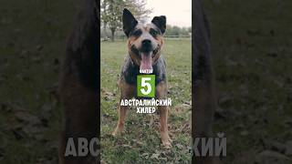 5 фактов о породе – Австралийский хилер #shorts #австралийскийхилер #хилер #собаки