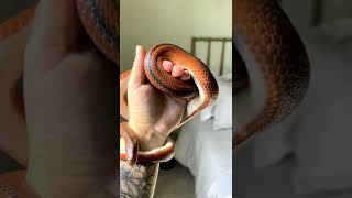 most beautiful snake in the world 🐍😱😱#shorts pls like subscribe share Thanks