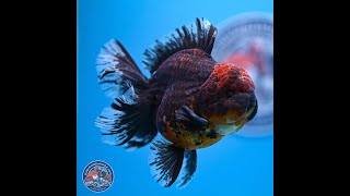 Red Kirin Rose Tail Oranda 4-5.5 inches (240913_OR24)