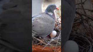 Birds Nesting on Your Balcony: The Hidden Meaning of New Beginnings and Good Fortune