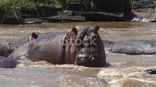 Wildlife Animals | Safari Moments | Forest