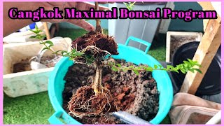 CANGKOK SANCANG MAX BONSAI PROGRAM