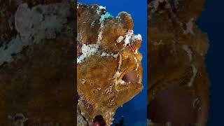 Shaggy Frogfish | #frogfish #amazingnature #youtubeshorts #shorts #oceanlife