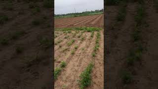 farmar મગફળી #farmar #farming #nature #viral #youtube #khedut