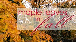 Maple Leaves in Fall