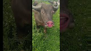 funny Buffalo🐃 #funnyvideo #funny #cow #ytviral #funnycow #comedy #crazycow #animals #bull #crazybul