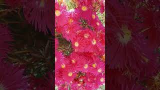 gorgeous flowers#shortvideo