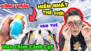 Phát Hiện Vua Chim Cánh Cụt 7 Sắc Cầu Vòng | King Penguin - Thạc Đức TV