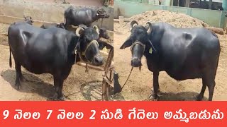 pregnant buffaloes for sale 6305788575 | సుడి గేదెలు అమ్మబడును