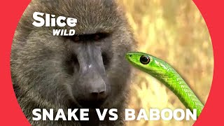 Battle between a Snake and a Baboon over Fruit! | SLICE WILD