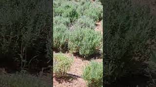 Nosso campo de Lavanda dentata