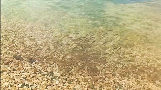 HALA dolomite Beach Dinagsa Ng ISDA.