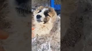 Сибирский пёс🐶