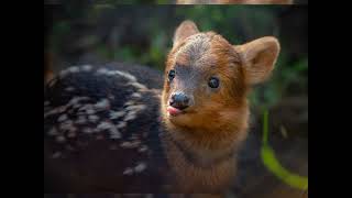 Tiny but awesome Pudu Deer