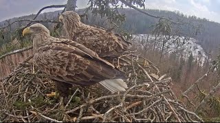 Tragedia en nido de Águila de cola blanca  Tragedy and destruction in White-tailed Eagle nest  ◡́.◡̀