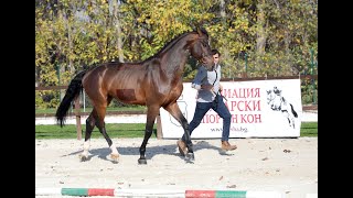 Български Спортен Кон / Bulgarian Sport Horse  Exhibition 2022 г  Част I / Part I