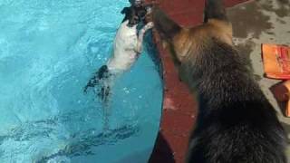 Gracie in the pool