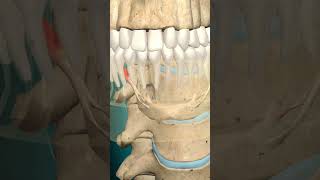 Stylohyoid muscle action hyoid bone elevation #muscle #humananatomy