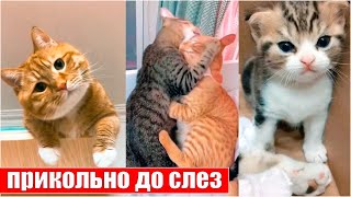 Самые смешные кошки прикольно до слез