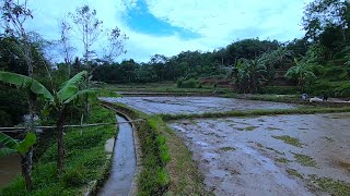 TAMASYA GRATIS KE SAWAH TETANGGA