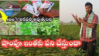 shampoo working in the crop #shampoo_use_in_agriculture #షాంపూ_మీరపలో_ఎలా_స్ప్రే_చెయాలి #spary_shamp