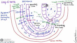 Loop of Henle