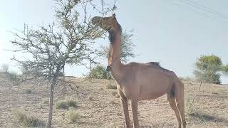 Camel vs Khejri: Nature's Remarkable Adaptation || جمل خيجري