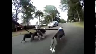 Passeando com Quatro Pitbulls e um skate, muito louco.