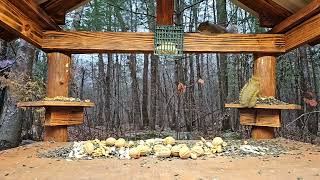 Red Squirrel wants all the peanuts. Not sharing today