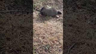 A beaver at flushing queens