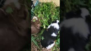 guinea pigs #youtubeshorts #animals  #funny sound credit @GuineaPigsAdventures