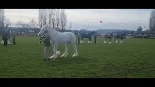 The UK National Shire Horse Show