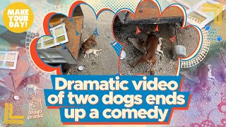 Dramatic video of two dogs ends up a comedy | Make Your Day