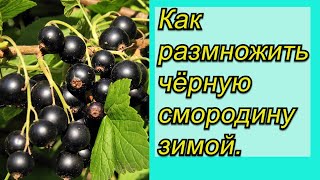 Смородина и крыжовник   зимой в комнате? ЛЕГКО!