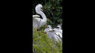 Kōtuku / White Heron Bird Sound in New Zealand 🎶🦢 #shorts