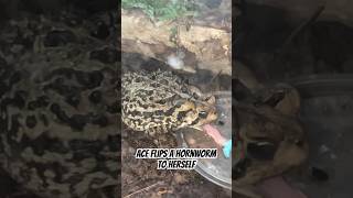 American toad eats hornworm #toads #toad #nature #pets #wildlife #petlover #wildanimals #animal