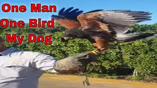 Walk His Hawk: A Man, His Bird my Dog