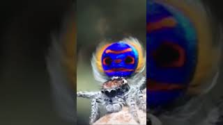 Dancing Peacock Spider 🕷