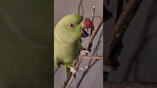 Feeling close to nature 😍 #cockatielqueen #ringneckparrot #birds #parrot #pets #cute #mithu