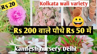 Kolkata variety/parmanent plants collection in kamlesh nursery