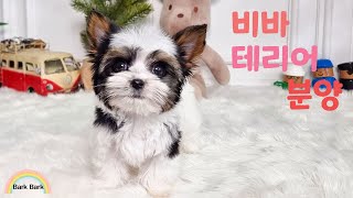 비바테리어 분양 (뷰어테리어) biewerterrier puppy for sale.