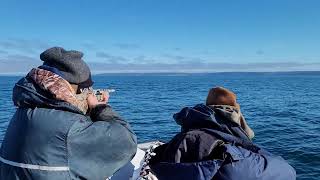 Double team a turr in Placentia Bay, Newfoundland.