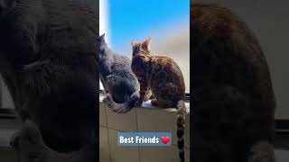 Adorable Russian Blue & Bengal Cat #shorts #bengal #russianblue