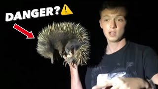 We found THIS creature in the woods in Australia!