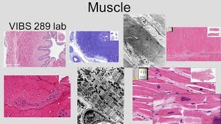 Medical School Histology Basics - Muscle